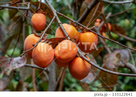 四ッ溝柿は渋柿だが、渋抜きすると独特の甘みがある柿 133122641