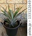 鉢植え パイナップル 133122649