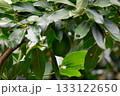 木になるアボカド 133122650