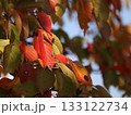 紅葉した桜の葉 133122734