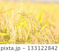 黄金色に輝く稲穂 133122842