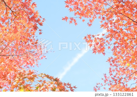 真っ赤に染まった紅葉と青空 133122861