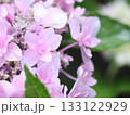 雨に濡れた紫陽花 133122929
