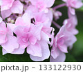雨に濡れたピンクの紫陽花 133122930