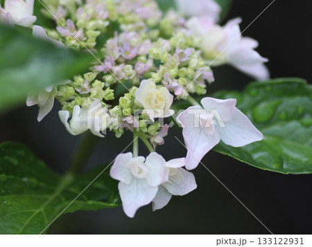 咲き始めた紫陽花 133122931