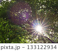 木々の間から差し込む太陽 133122934