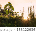 夕日に照らされる草 133122936