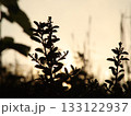 逆光のシルエット 133122937
