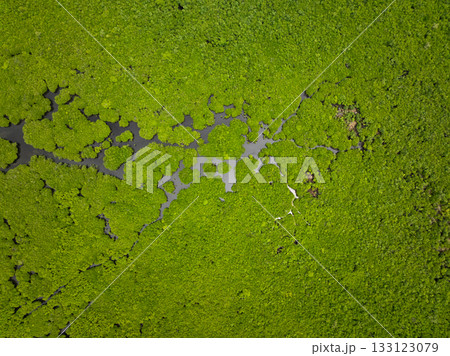 Dense mangrove forest with branching channels flowing through green tropical landscape. Siargao, Philippines. 133123079