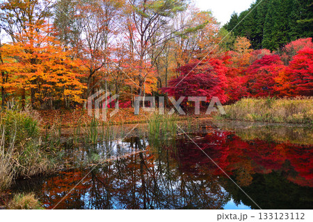 紅葉見ごろの豊田タカドヤ湿地 紅葉見ごろの豊田タカドヤ湿地 133123112