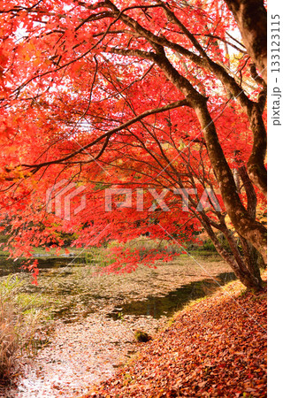 紅葉見ごろの豊田タカドヤ湿地 133123115
