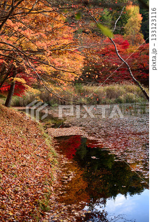 紅葉見ごろの豊田タカドヤ湿地 133123116