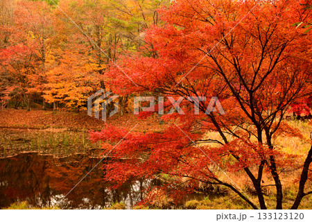紅葉見ごろの豊田タカドヤ湿地 133123120