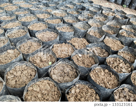 Multiple black grow bags filled with fertile soil arranged in neat rows for nursery and gardening use, ready for planting seeds or saplings, agriculture and horticulture equipment for cultivation Multiple black grow bags filled with fertile soil arranged in neat rows for nursery and gardening use, ready for planting seeds or saplings, agriculture and horticulture equipment for cultivation 133123161