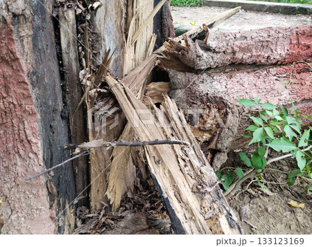 Broken tree trunk with splintered wood and painted roots in garden, highlighting natural decay and damage Broken tree trunk with splintered wood and painted roots in garden, highlighting natural decay and damage 133123169