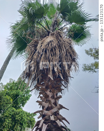 Close-up of palm tree trunk and green fronds, highlighting raw textured bark and tropical foliage in landscaped urban garden Close-up of palm tree trunk and green fronds, highlighting raw textured bark and tropical foliage in landscaped urban garden 133123170