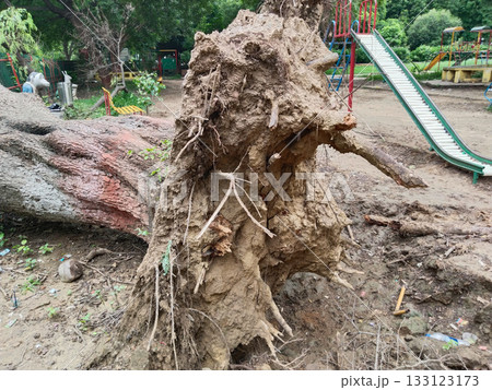 Uprooted tree with exposed roots and fallen trunk damaging park fence, reddish bark, natural disaster impact in garden setting with greenery and outdoor environment Uprooted tree with exposed roots and fallen trunk damaging park fence, reddish bark, natural disaster impact in garden setting with greenery and outdoor environment 133123173