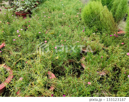 nursery Gardening with Portulaca: Beautiful Moss Rose Plants in Blooming Pots with Colorful Flowers, Perfect for Balcony or Terrace, Easy Care and Low Maintenance Succulent for Summer Display 133123187