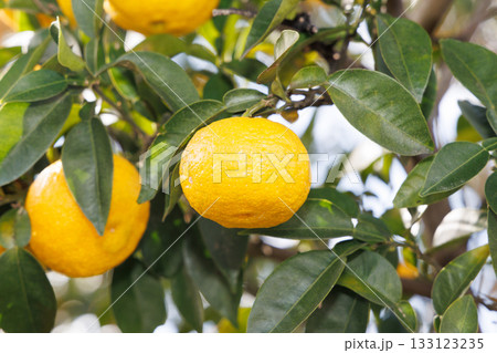 青空に映える柚子 133123235