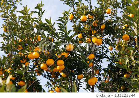 青空に映える柚子 133123244