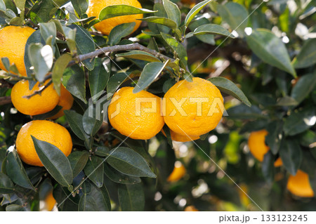 青空に映える柚子 133123245