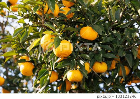 青空に映える柚子 133123246