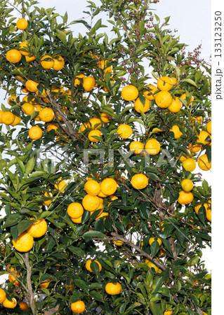 青空に映える柚子 青空に映える柚子 133123250