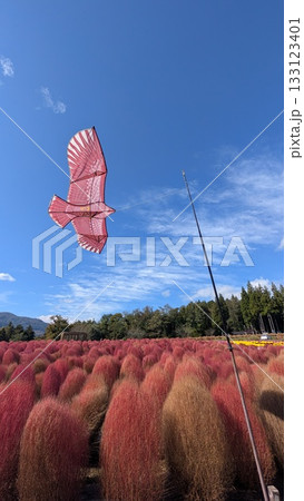 伊賀野の花畑のコキア 133123401