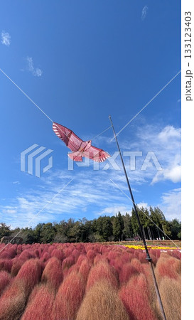 伊賀野の花畑のコキア 133123403