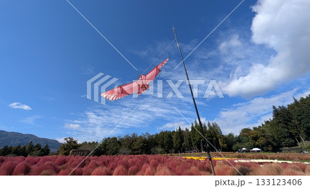 伊賀野の花畑のコキア 133123406