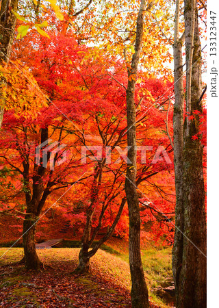 紅葉見頃の豊田タカドヤ湿地 133123447