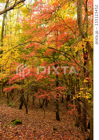紅葉見頃の豊田タカドヤ湿地 133123452
