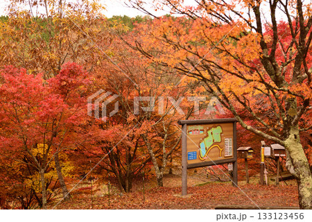 紅葉見頃の豊田タカドヤ湿地 133123456