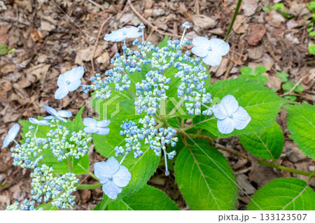 アジサイ【品種：済州島（さいしゅうとう）】 133123507
