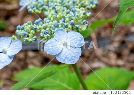 アジサイ【品種：済州島（さいしゅうとう）】 133123509