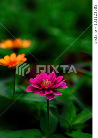 濃いピンクのヒャクニチソウの花 133123685