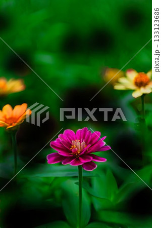 秋の花壇に咲くヒャクニチソウの花 秋の花壇に咲くヒャクニチソウの花 133123686