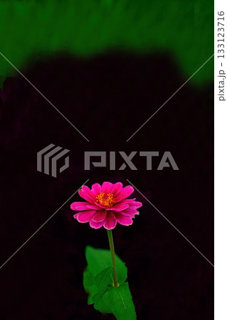 赤いヒャクニチソウの花 赤いヒャクニチソウの花 133123716
