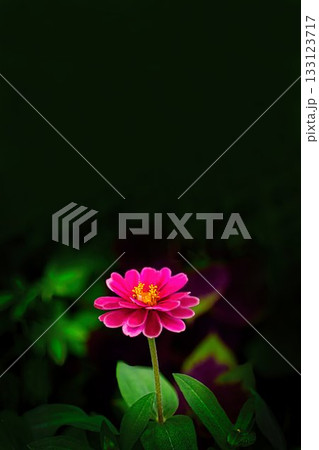 濃いピンクのヒャクニチソウの花 濃いピンクのヒャクニチソウの花 133123717