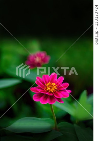 赤いヒャクニチソウの花 赤いヒャクニチソウの花 133123724