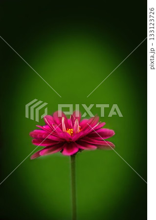 赤いヒャクニチソウ 赤いヒャクニチソウ 133123726