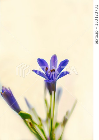 青いアガパンサスの花 青いアガパンサスの花 133123731
