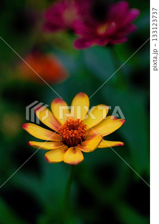 黄色いヒャクニチソウの花 黄色いヒャクニチソウの花 133123737