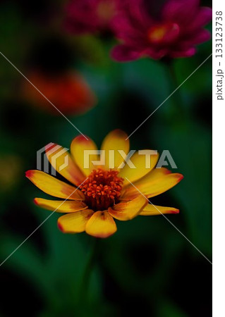 黄色いヒャクニチソウの花 133123738