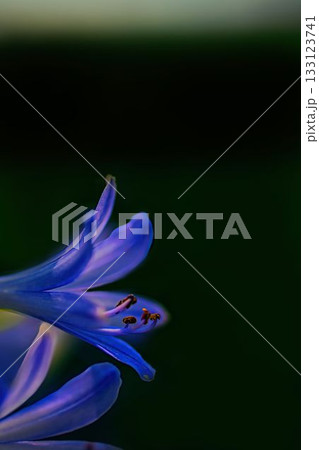 美しいムラサキクンシランの花 美しいムラサキクンシランの花 133123741