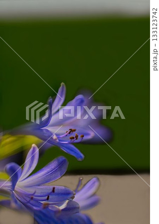 青いアガパンサスの花 青いアガパンサスの花 133123742