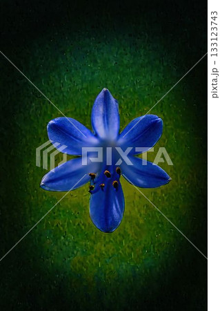 黒い背景に浮かび上がる青いアガパンサスの花 黒い背景に浮かび上がる青いアガパンサスの花 133123743