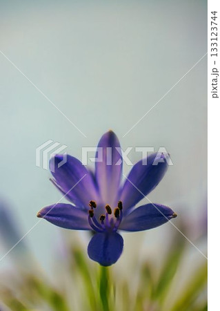 空に向かって咲くムラサキクンシランの花 空に向かって咲くムラサキクンシランの花 133123744