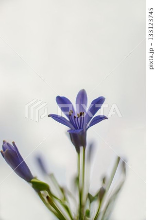 空に向か咲くムラサキクンシラン 空に向か咲くムラサキクンシラン 133123745