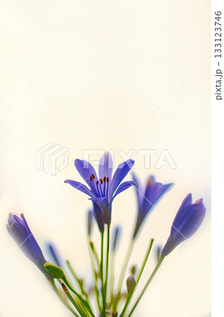 早春に咲く、アガパンサスの花 早春に咲く、アガパンサスの花 133123746